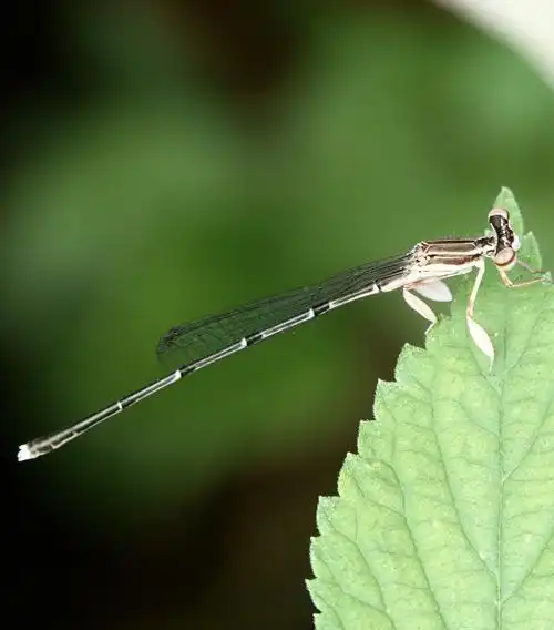 还有一大堆普通图鉴上找不到的种类,实在太难了,还是需要专业蜻蜓大