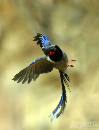 青鸟的绿洲(一组)