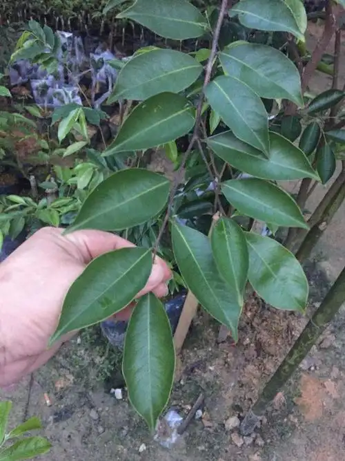 沉香奇楠~红骨尖叶