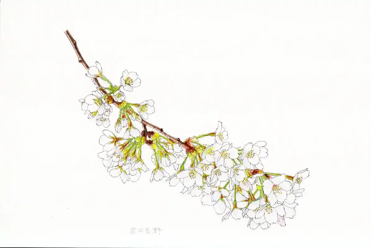 樱花彩铅绘画.四种漂亮的樱花,你见过几种呢?#一起学画画 # - 抖音