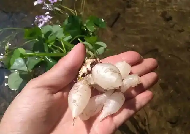 农村这种红花酢浆草,根部晶莹剔透,被老人称为"万能解毒王"