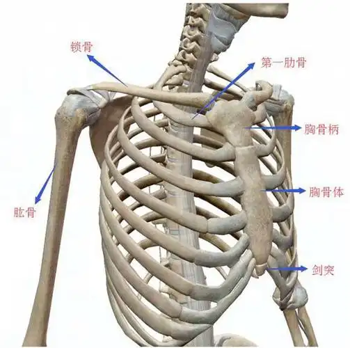 今天我们开始学习艾氏解剖中的上肢部分,今天学习肩部的骨骼,关节及
