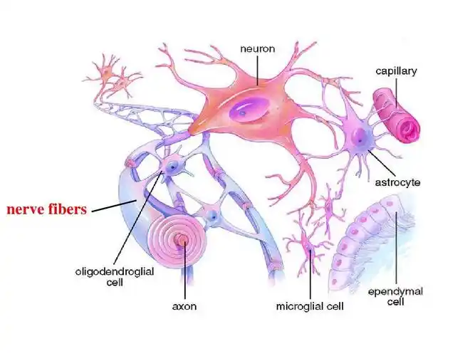 神经胶质细胞作用研究进展