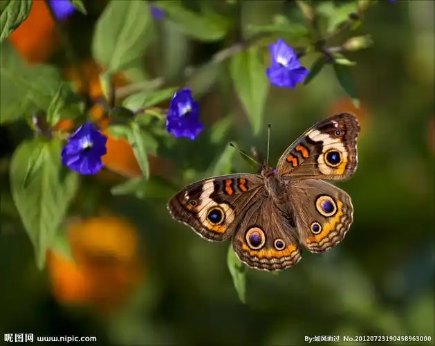 蝴蝶摄影图__昆虫_生物世界_摄影图库_昵图网nipic.com