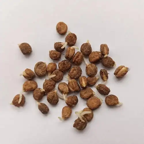 正宗人参种子开口催芽东北长白山西洋参籽野山参子四季阳台盆栽