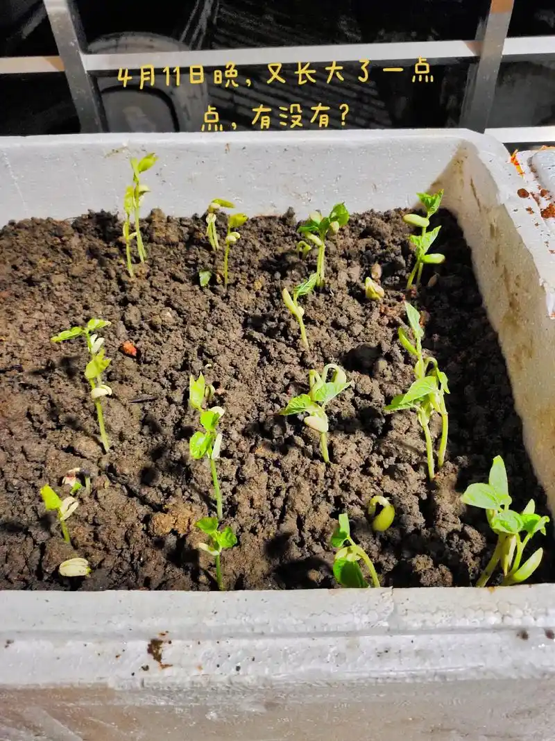 记录秋葵,豆角,眉豆成长过程#种植的乐趣 #种子发芽生长过程 - 抖音