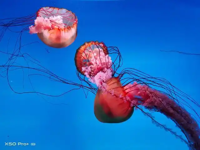 用vivox50pro拍了一组水母大家感觉这效果如何