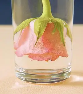 女性身体的语言: 产前抑郁 body language: antenatal depression