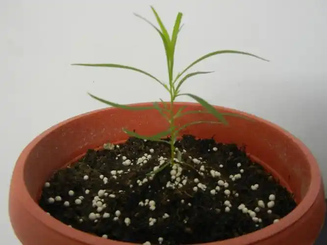 请问这个是什么植物 , ,谢谢 .