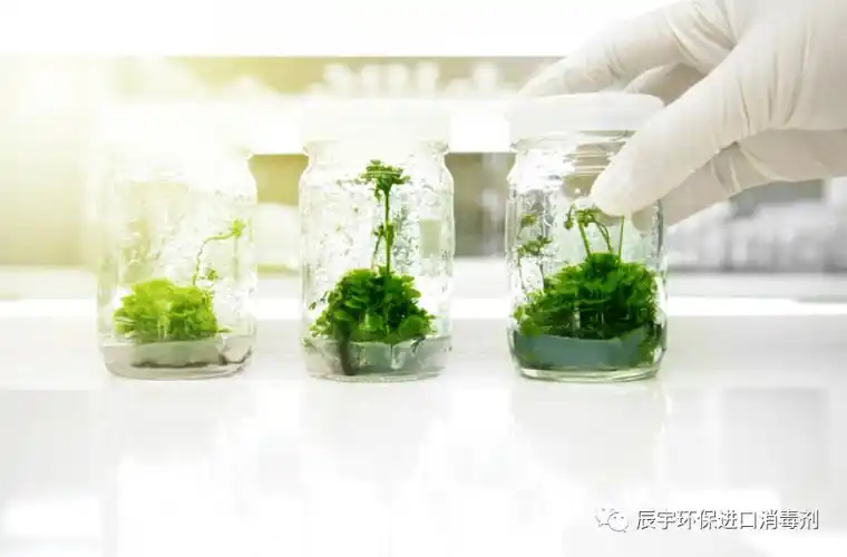 植物组织培养中如何消除病原微生物污染?提高组培育苗成功率!