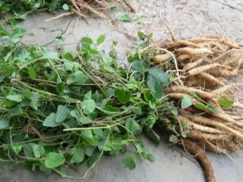 党参的叶子是什么样子?