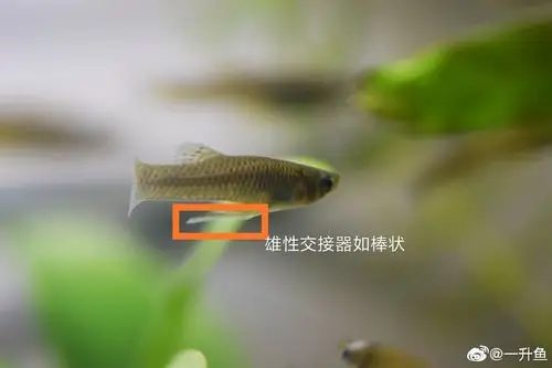 三张图认识青鱂和雌雄食蚊鱼