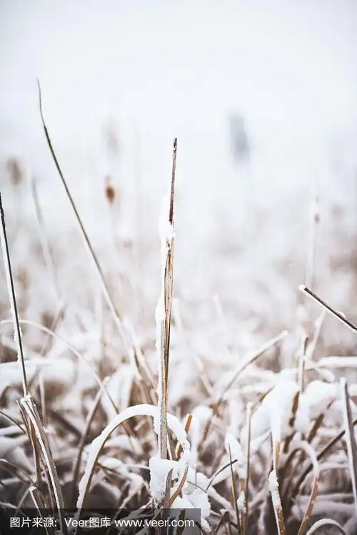 自然在冬天.被雪覆盖的观赏草