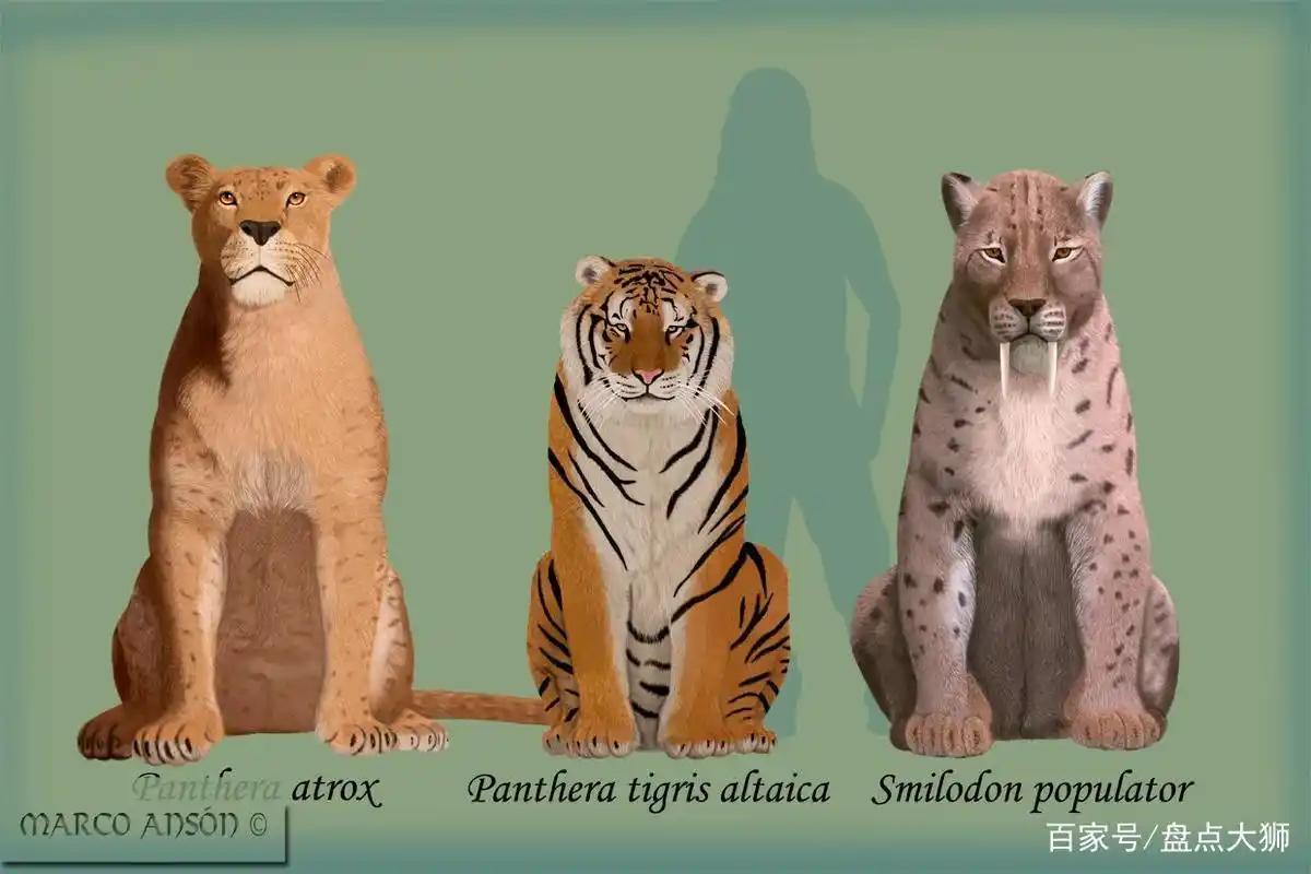 东北虎vs美洲拟狮,谁的战斗力更强?结果令人难以接受