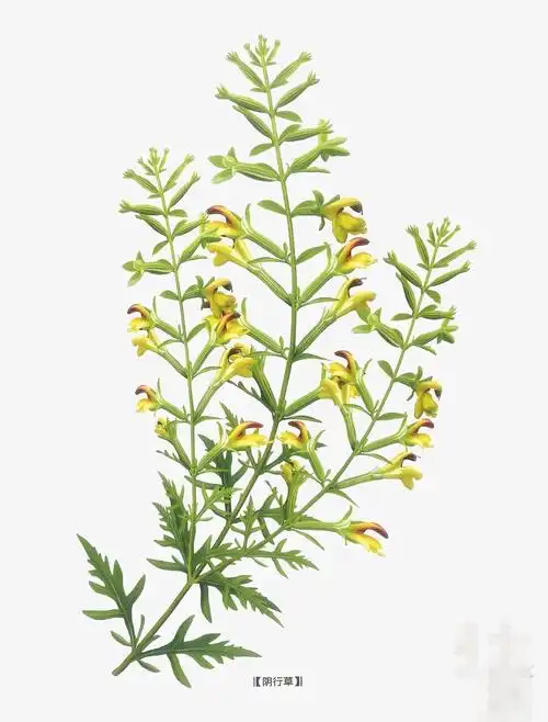 刘寄奴功效与作用(治疗急性传染性肝炎) | 红五百科