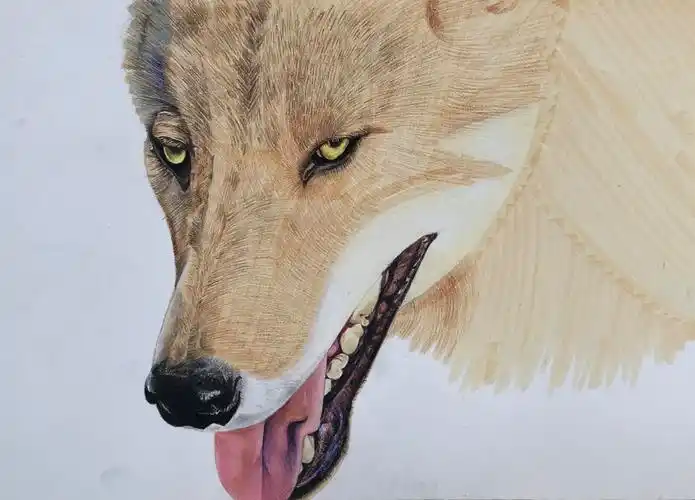 彩铅写实作品《狼》