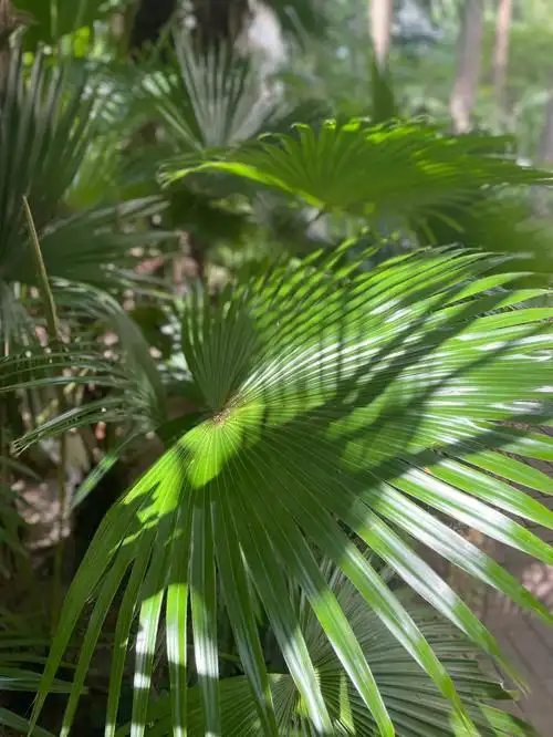 那些亚热带的植物和海风
