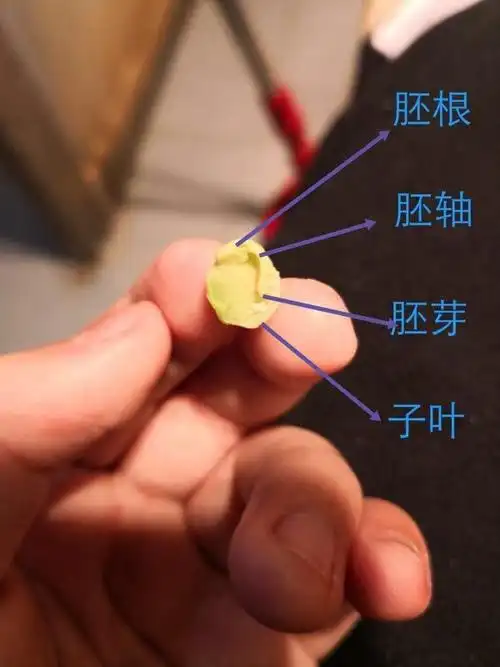 黑豆种子的胚芽,胚根,胚轴,子叶.