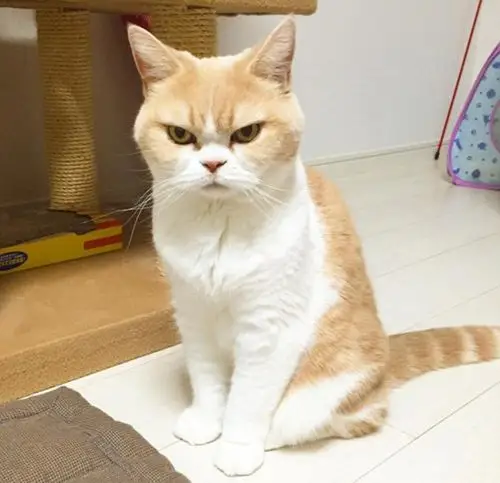 日本"生气猫"天生一副怒气冲冲相貌蹿红网络(图)