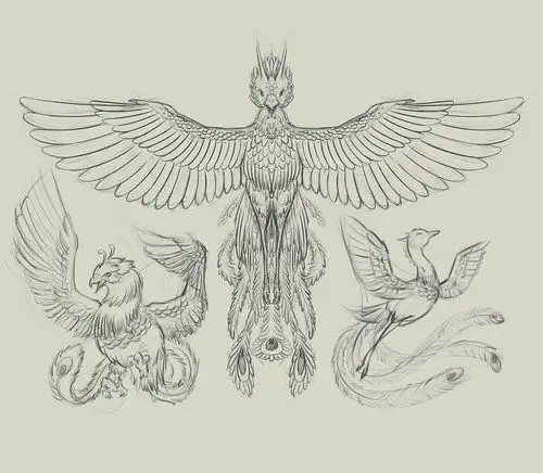 凤凰-手绘插画 部分临摹