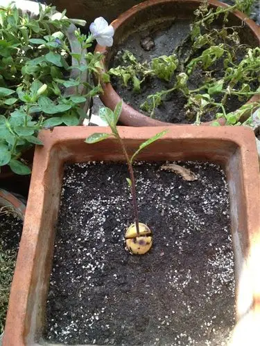 晒晒我的牛油果小苗苗:)