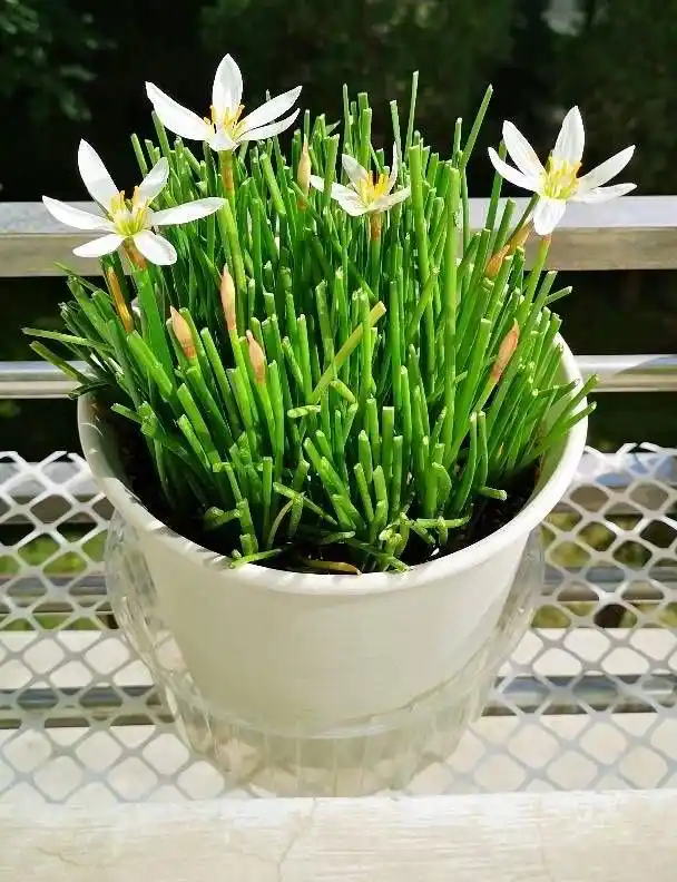 葱兰怎么养?给它"理一次头",花朵好几十朵清新漂亮