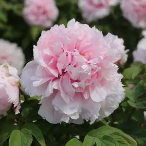 粉色雪映桃花趣味庭院阳台牡丹花苗