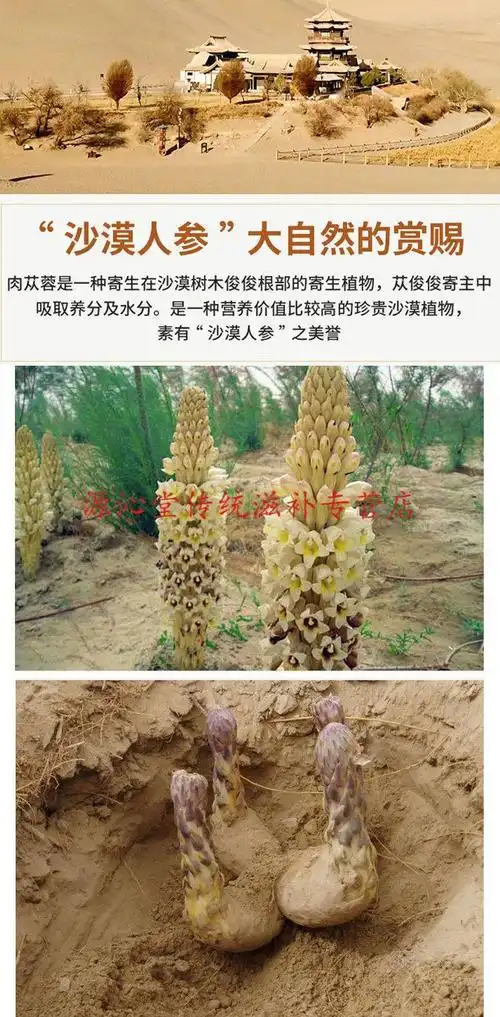 华佗拾遗肉苁蓉新疆肉苁蓉片肉苁蓉粉硬大芸金锁阳不老草男性滋补泡茶
