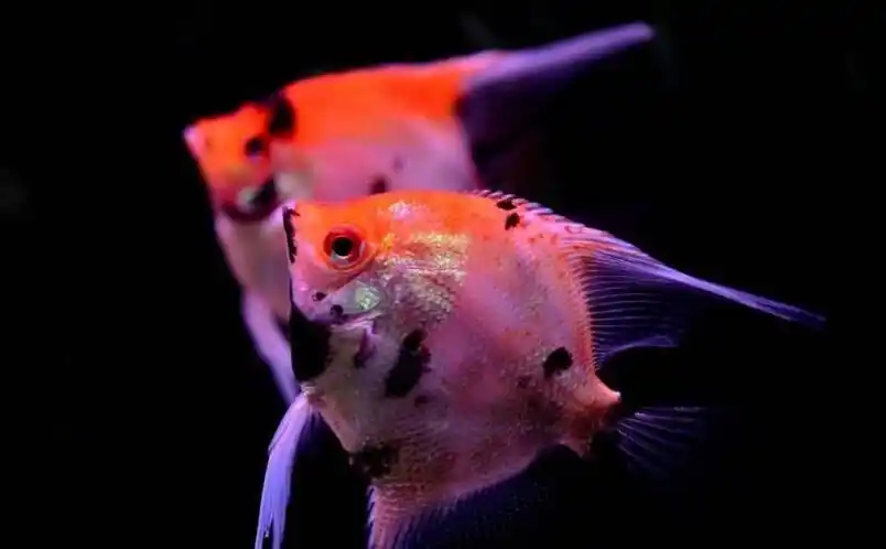 墨燕鱼的雌雄如何辨别