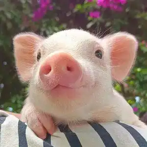 000人付款淘宝纯种泰国迷你猪宠物猪小香猪活宠物长不大的香猪仔活体