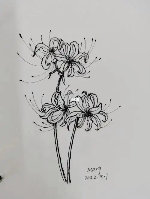 针管笔手绘  #彼岸花 #黑白线稿临摹
