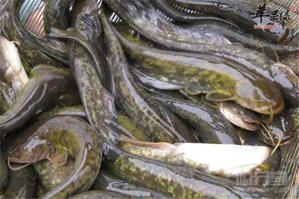 鲇鱼是不是发物 适合什么人群