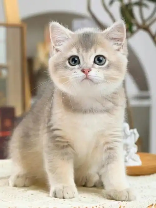 广州佛山猫舍|✨英短 蓝金弟弟¹