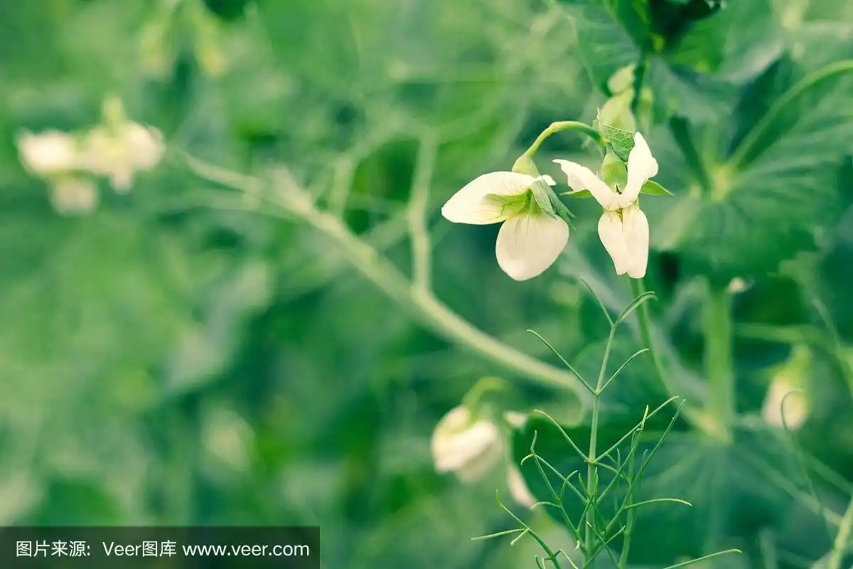 在田野里盛开的绿色豌豆植株的特写
