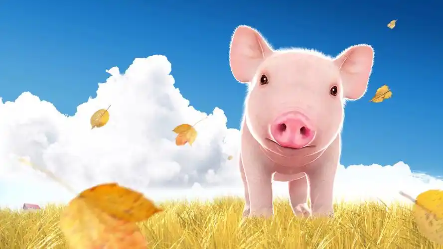 【1600x900】可爱小猪电脑桌面图片 - 彼岸手机壁纸下载