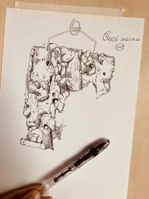 钢笔速写  #植物速写  #树皮 #我的绘画日常  #速写打卡  #速写练习