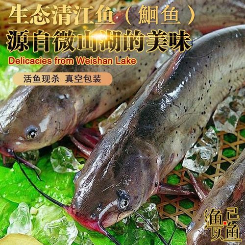 山东微山湖清江鮰鱼冷冻开背烤鱼鲜活宴会鱼清江鱼烤鱼用活冻肥鱼