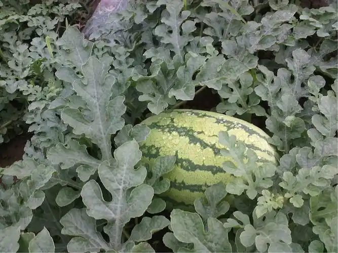 专业育植西瓜苗及嫁接技术管理.让你来年丰收在望.