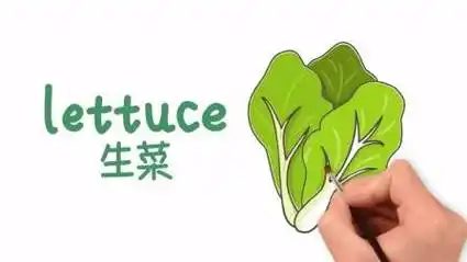 生菜简笔画 生菜简笔画图片带颜色