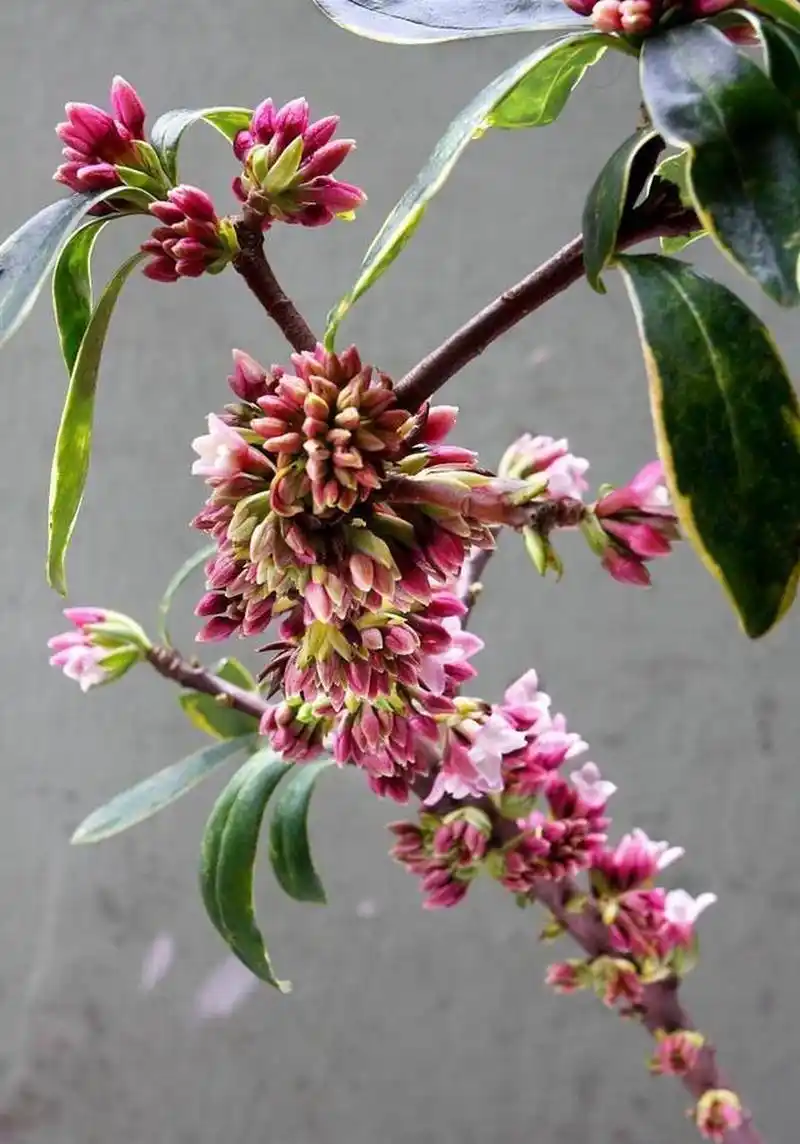 金边瑞香是瑞香的变种,属于瑞香科瑞香属的多年生常绿小灌木,叶片边缘