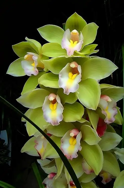 幽兰是什么意思,静若幽兰是什么意思(兰花家族成员多)