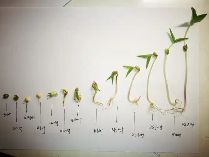 这就是绿豆宝宝成长之路.