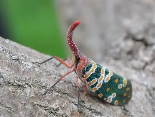 像孔雀一样美丽的象鼻虫