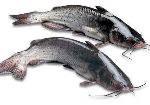 哪个贵鮰鱼池塘价格2020年2020年十月鮰鱼价格鮰鱼价格一斤多少钱202