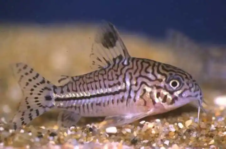 【鱼类】出自家繁殖的茉莉豹鼠鱼,皮实好养,吃残饵清理底砂.