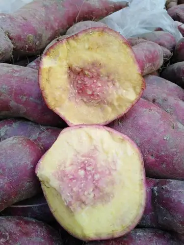 从化农家一点红番薯