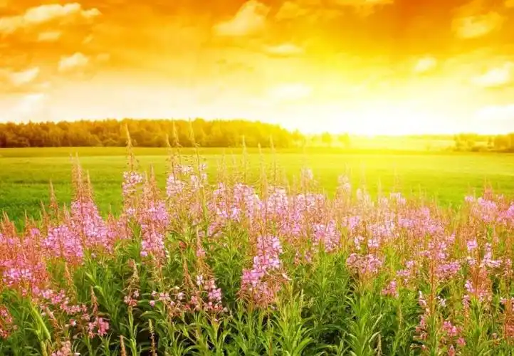 5月底,好运天降,事事称心如意,大财大福,横财频发的3大生肖