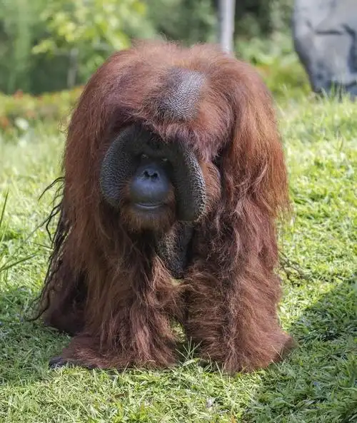 巴厘岛动物园的婆罗洲猩猩迎来46岁生日|巴厘岛|婆罗洲|印度尼西亚
