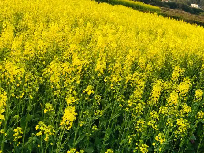 乡间的油菜花才好看