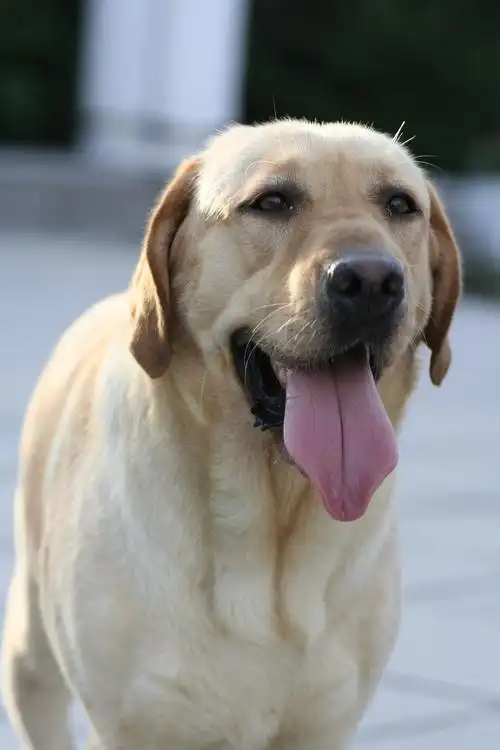 求纯种拉布拉多mm
